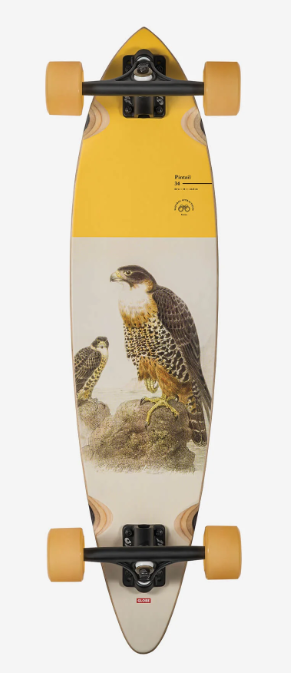 Pintail 34"