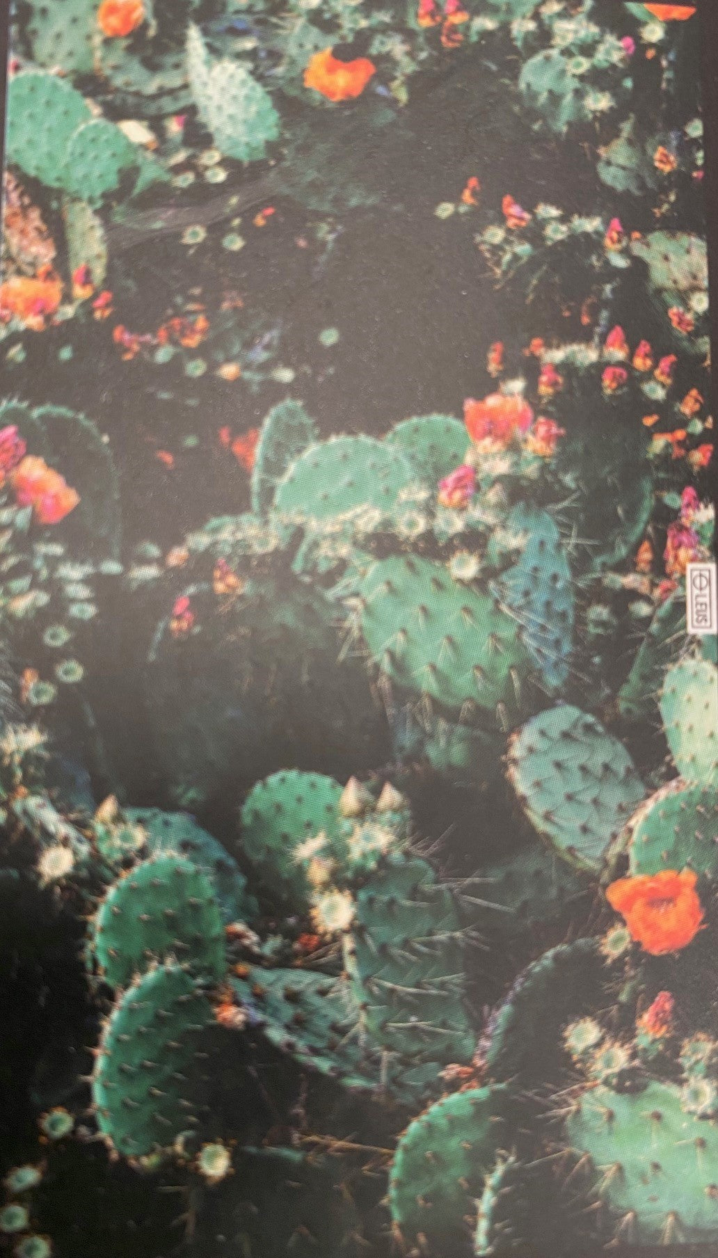 Desert Bloom Towel