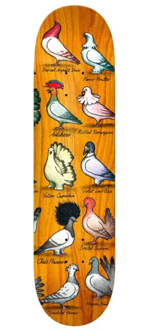 Show Pigeons Pfanner 8,06"
