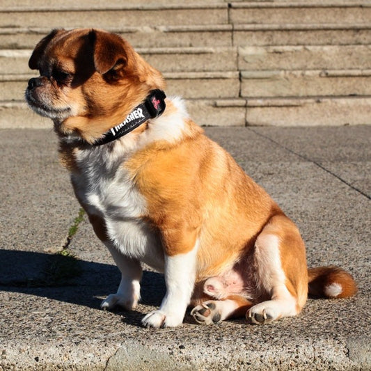 Dog Collar Small